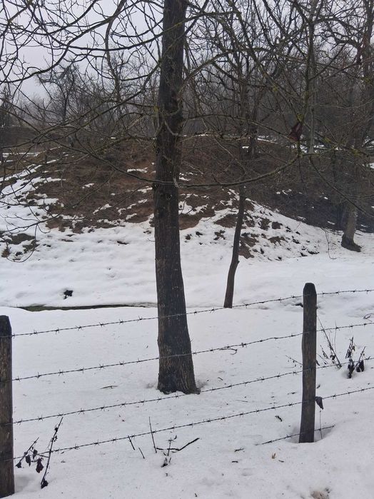 Nucu , diferite dimensiuni