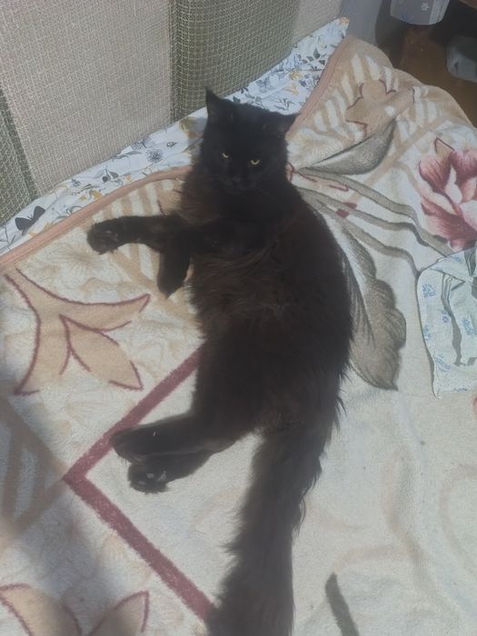 Продам кота мейнкун полидакт