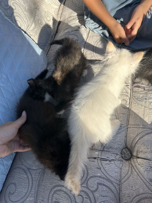 Котенок в добрые руки