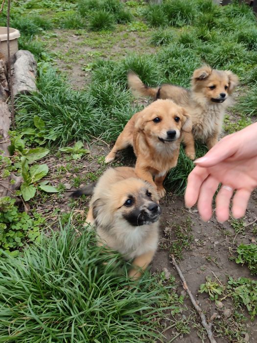 Отдам 3-месячных щенят