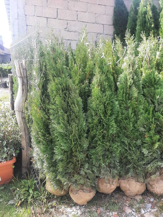 Vând tuia smarald, leylandi, columnaris, mesteacăn, tei, platan