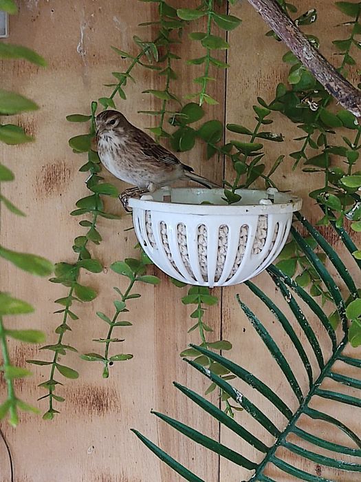 Канарейки самцы.