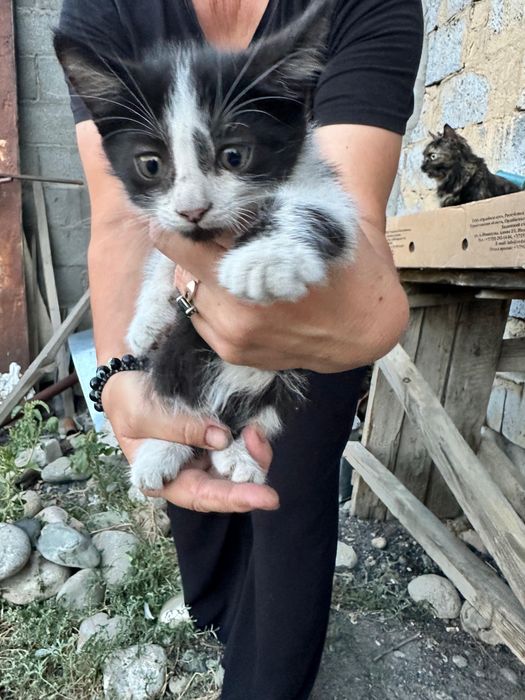 Отдадим котят в добрые руки