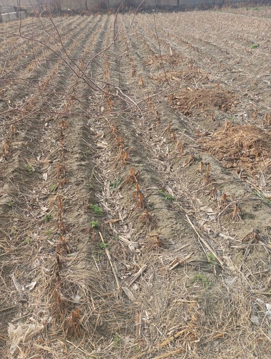 Участка сотилади 10 соток 2 500 дан