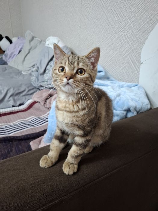Продаётся котёнок