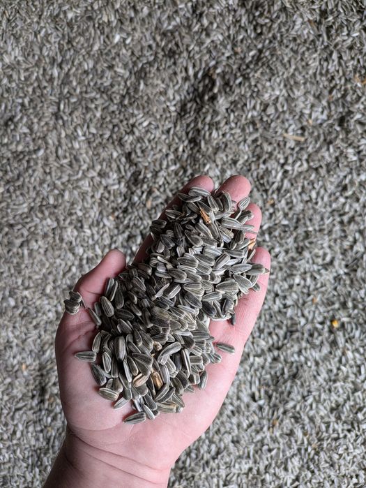 Vand floarea soarelui