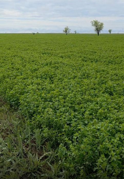 Семена люцерны Джеа / Семиречный