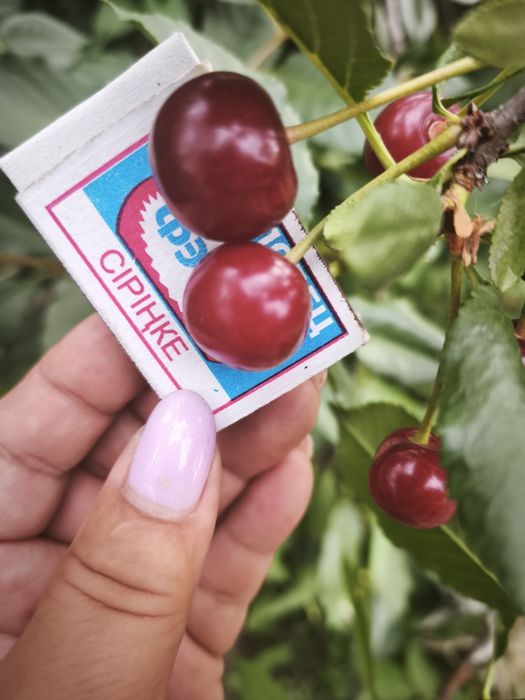 Продам вишню 700 т