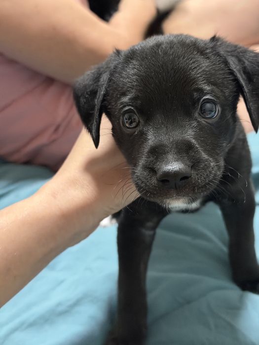 Щенок дворняжки