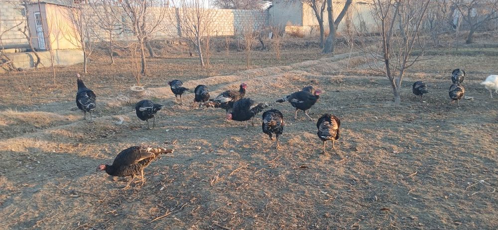 Курка сотилади манзил жондор