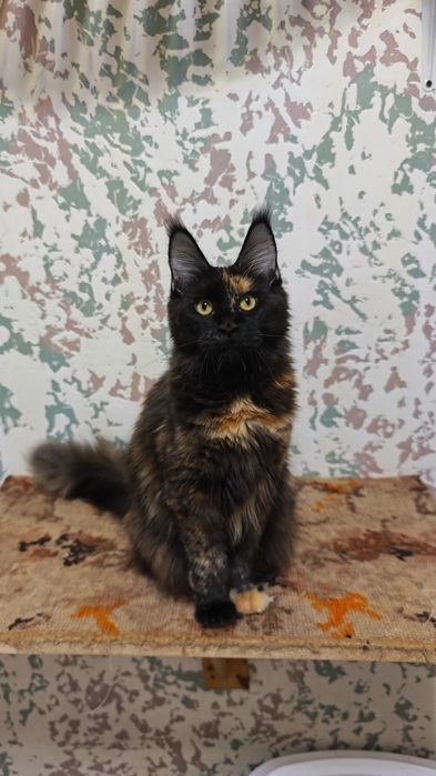 Мейн Кун девочки