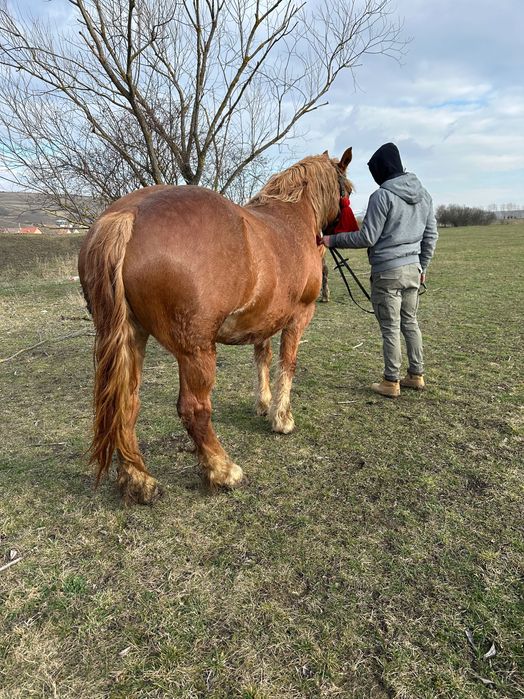 De vânzare iapa gestantă face 5 ani în mai !