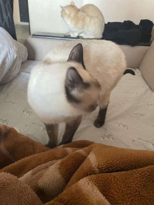 Отдам кошку в добрые руки