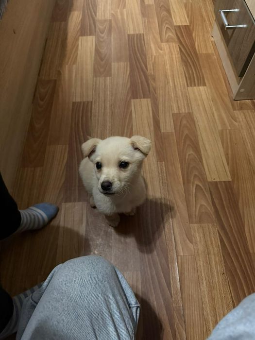 отдам щенка в добрые руки