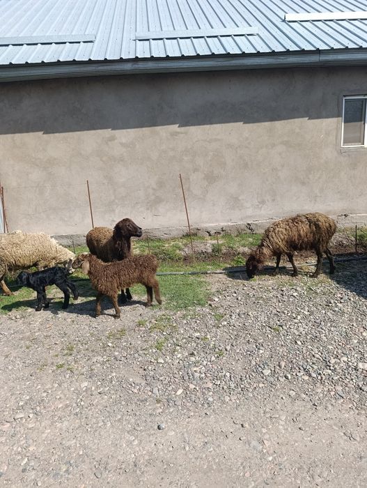 Продаются матки с ягнятами