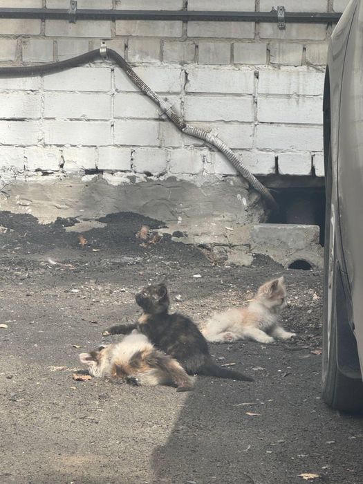 Срочно пристраиваются котята