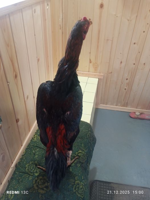 Дакан жужик шамо