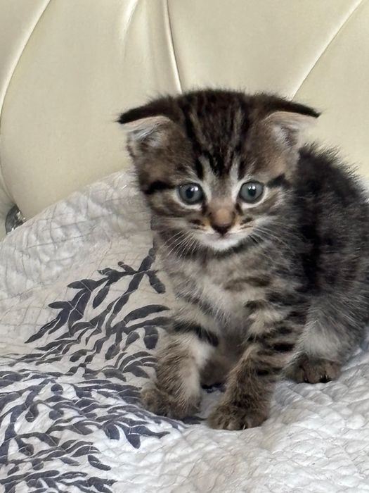 Отдам котят 1 месяц