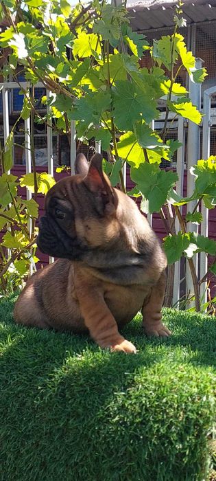 Милая француженка