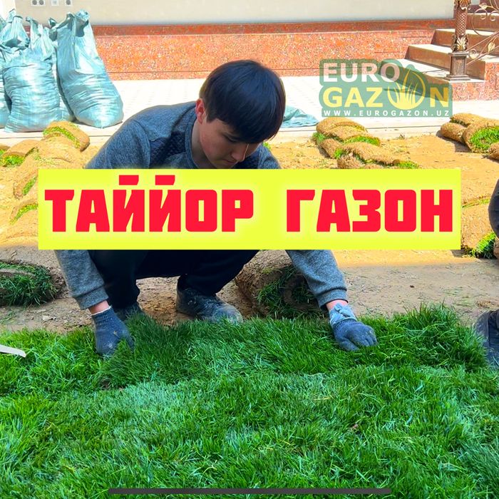 Газон таййор орнатамиз | Готовый газон