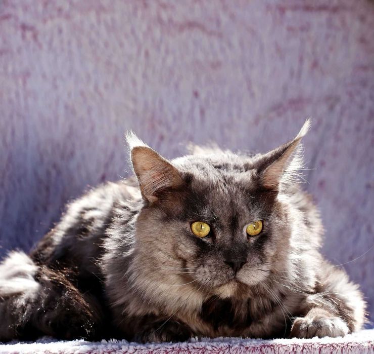 Motănel Maine Coon de elită – Pedigree WCF – Crescător