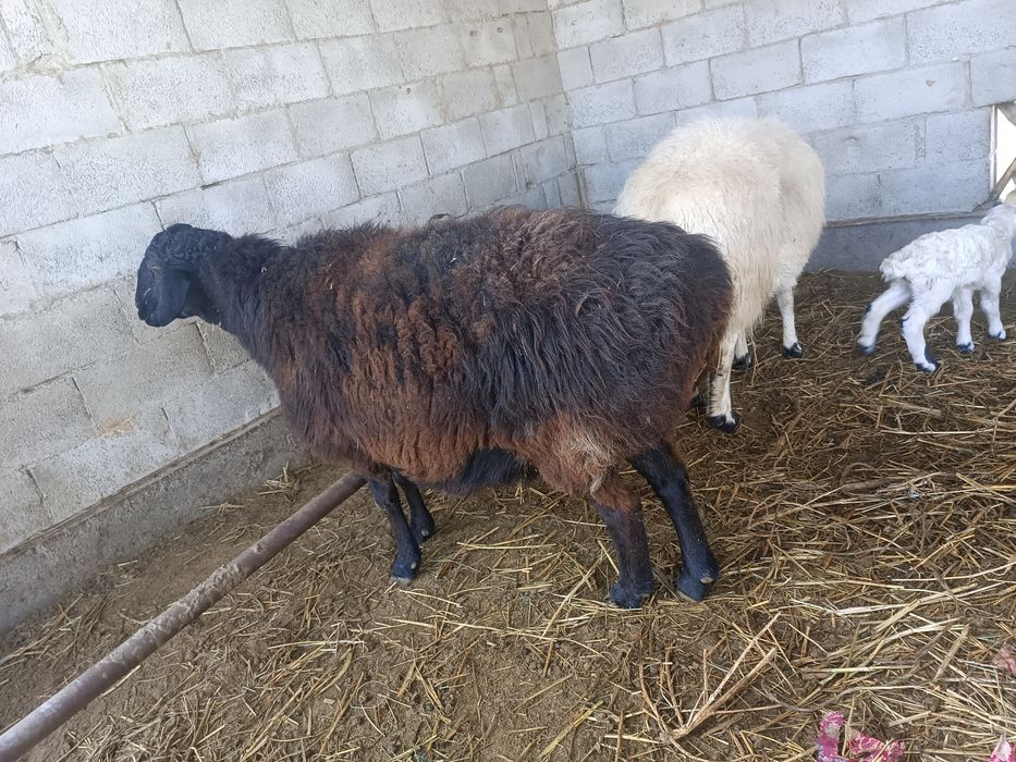 Yirik buğõz qõy sotiladi