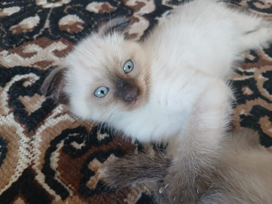 Котята Шотландский веслоухий