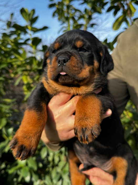 Pui rottweiler talie mare