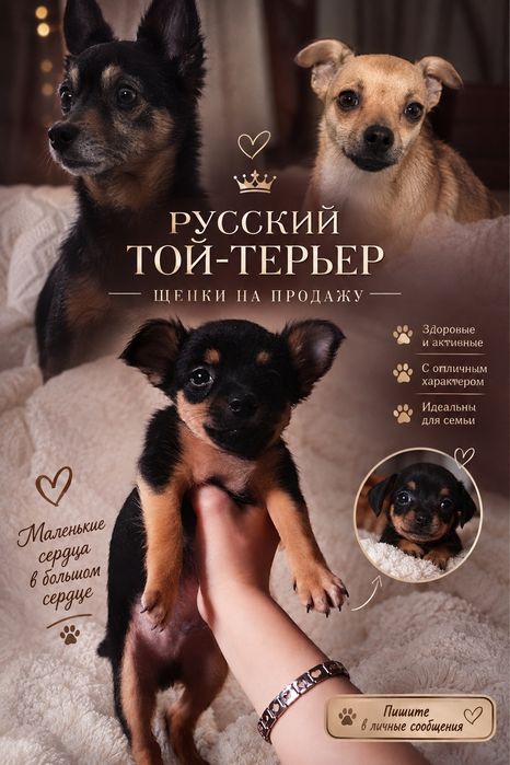 Щенки руского той терьера