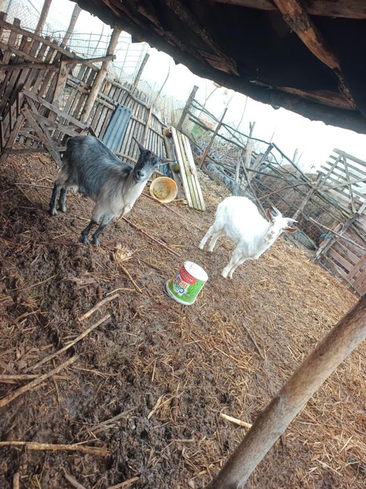 Vând o capra si un tap