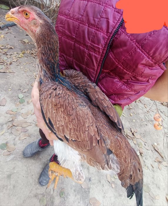 Кулянги Товуклар