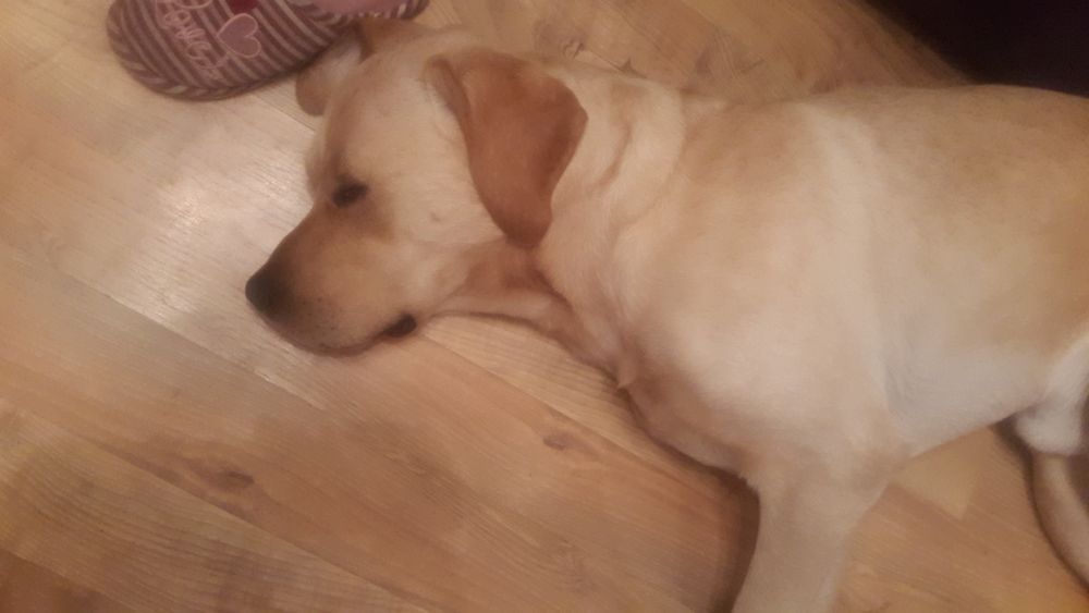 Для вязки кабель Ламбрадор