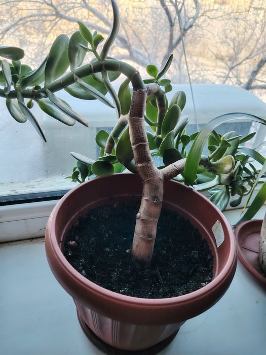 Продам денежное дерево ПО 1500тг Женской счастье 1000тг