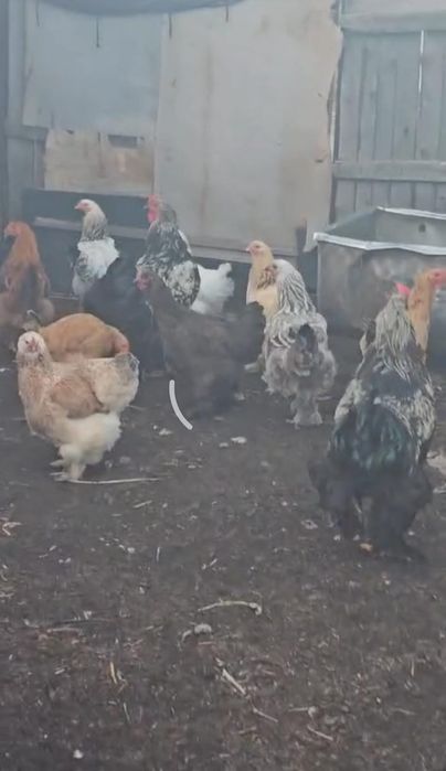 Продам курей брамы