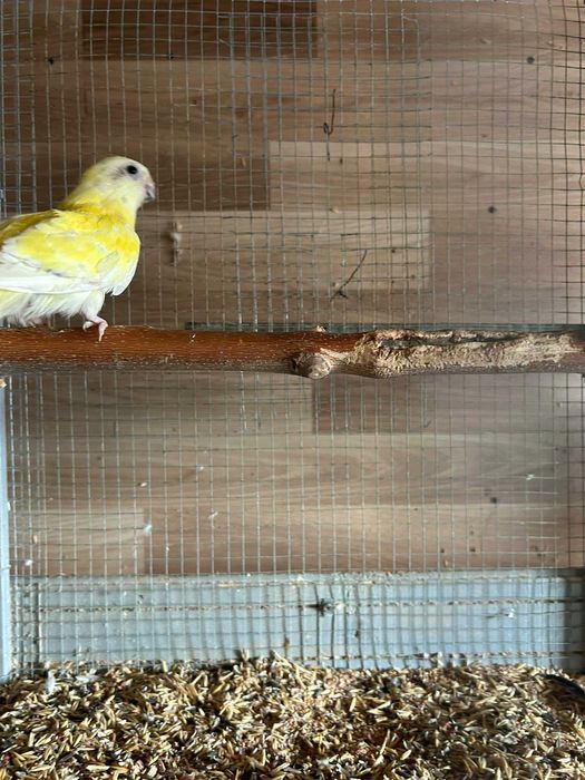 De vânzare sau schimb pereche papagali cantatori si pereche papagali călugări