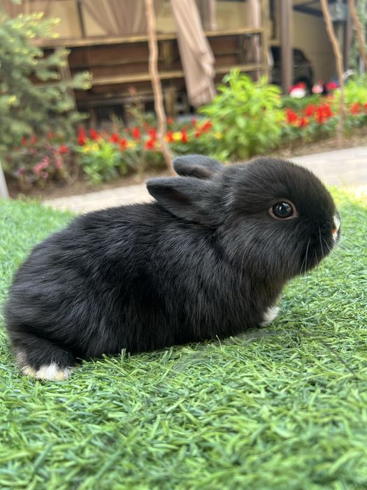 Quyon karlik dekorativ evro paroda