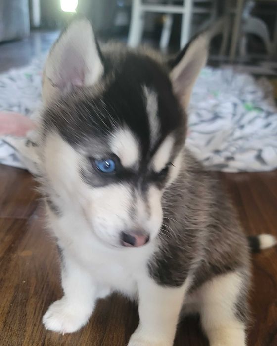 Девочка родилась 14февраля красотка с разными глазами читайте опесание