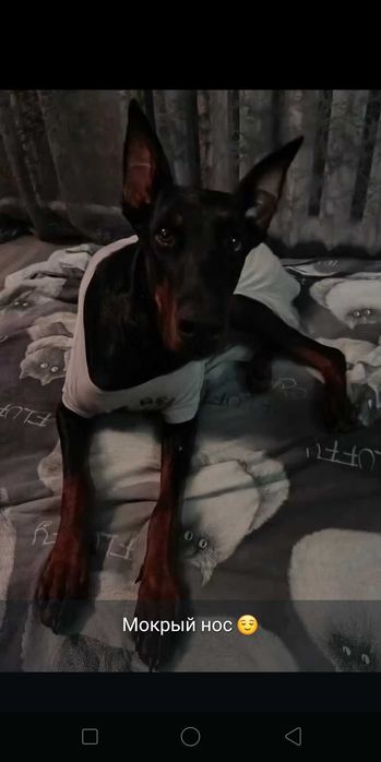 Доберман, 1,5 года