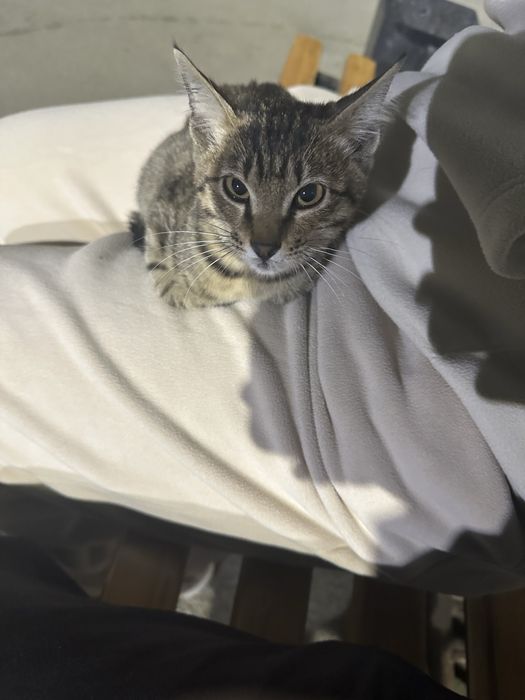 Ласковый котенок