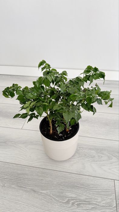 Радермахера- «изумрудное дерево»