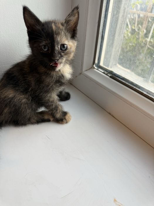 Отдам котят бесплатно