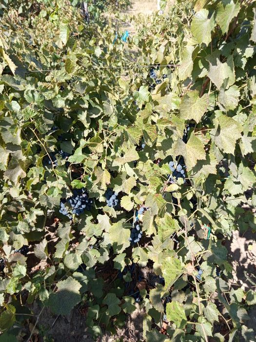 Struguri pt.vin diferite soiuri!