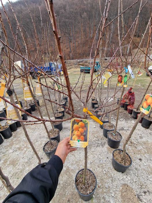 Cais ( Prunus Armeniaca) Pomi Fructiferi La Ghiveci