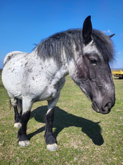 Cai de vânzare, iepe gestante, mânze