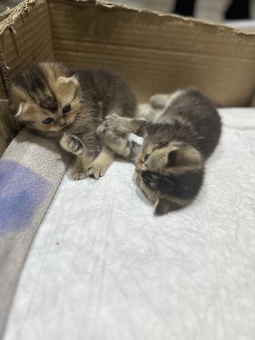 Suratlarda kokraklarni korsatish