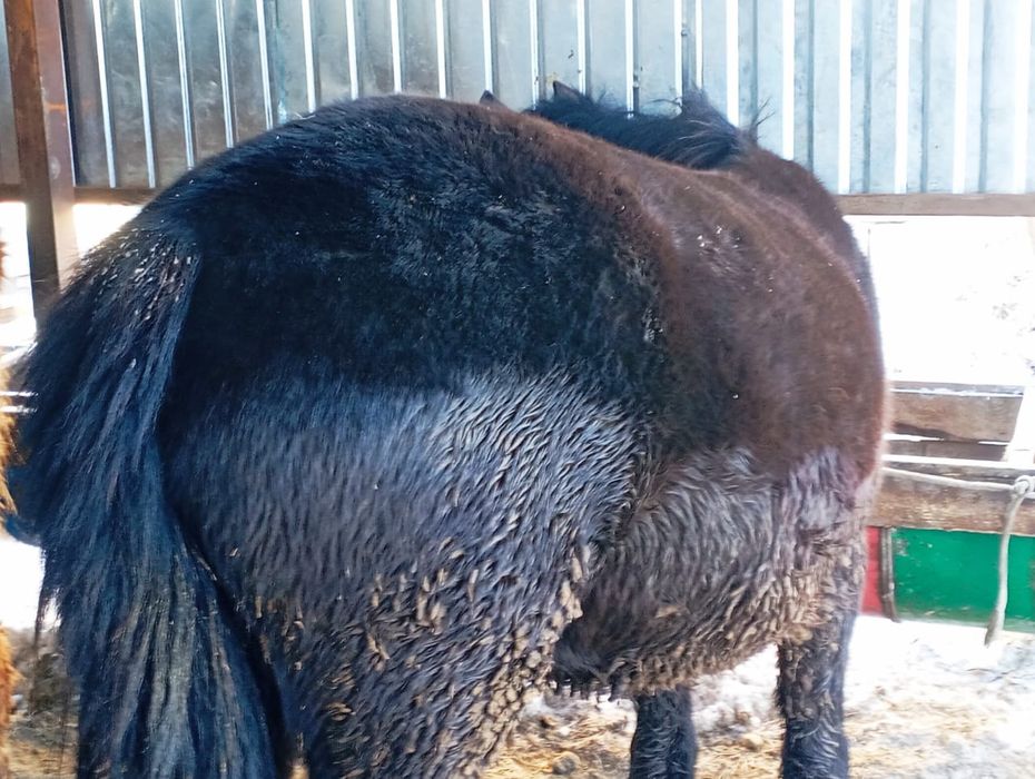 Продам жеребца обученный