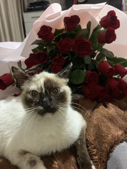Отдам кошечку сиамскую
