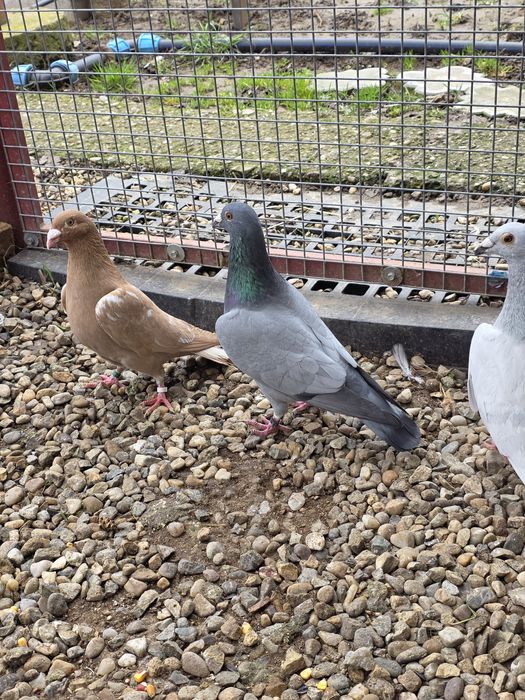 Porumbei    stil vechi -muelemans si barless!!!Masculi!!!