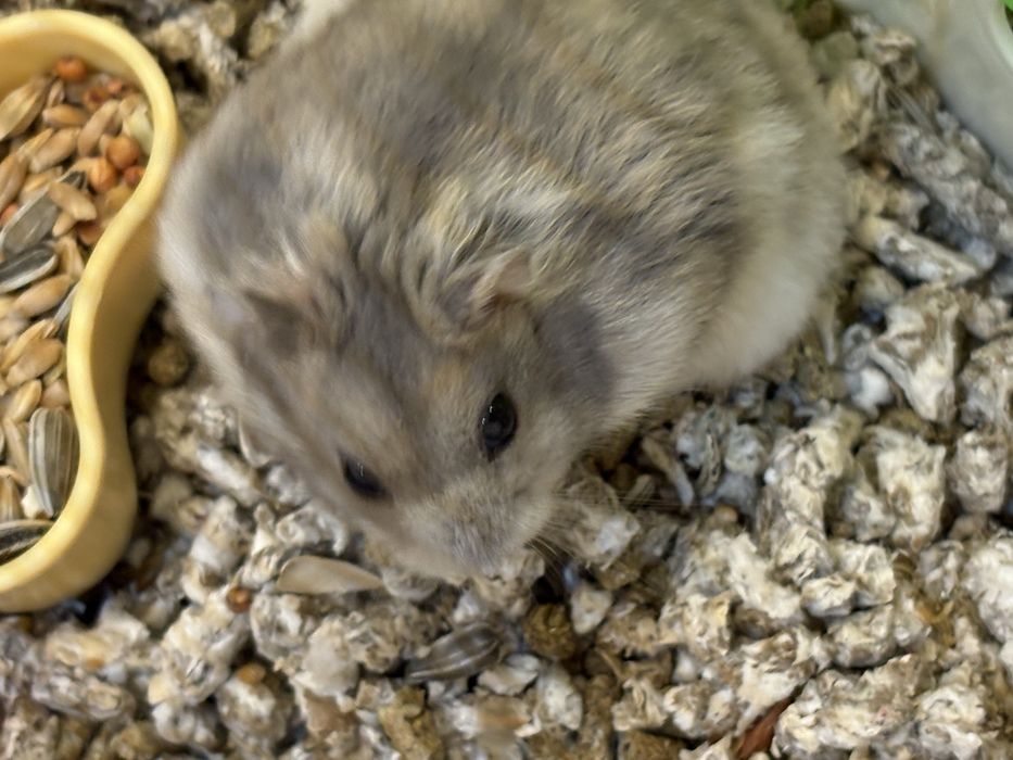 Donez hamster siberian - 3 luni