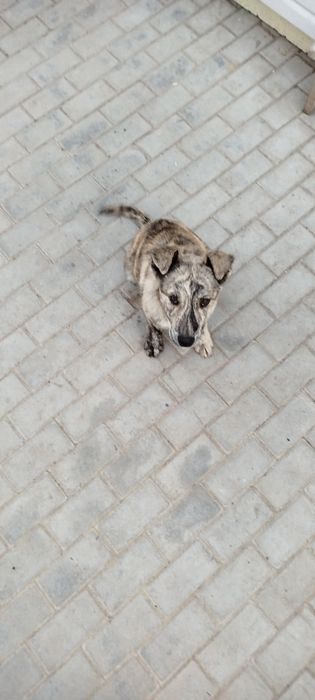 Хорошие щенеи в добрые руки